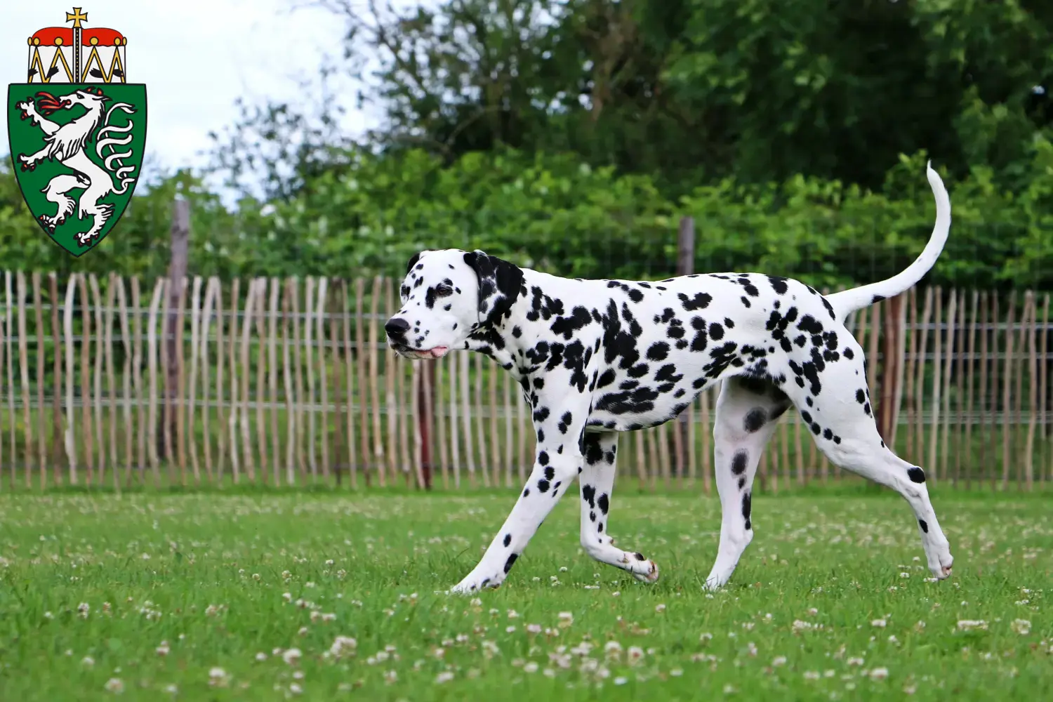 Dalmatian puppies and breeder Styria Here you can find Dalmatian breeders in Styria.
