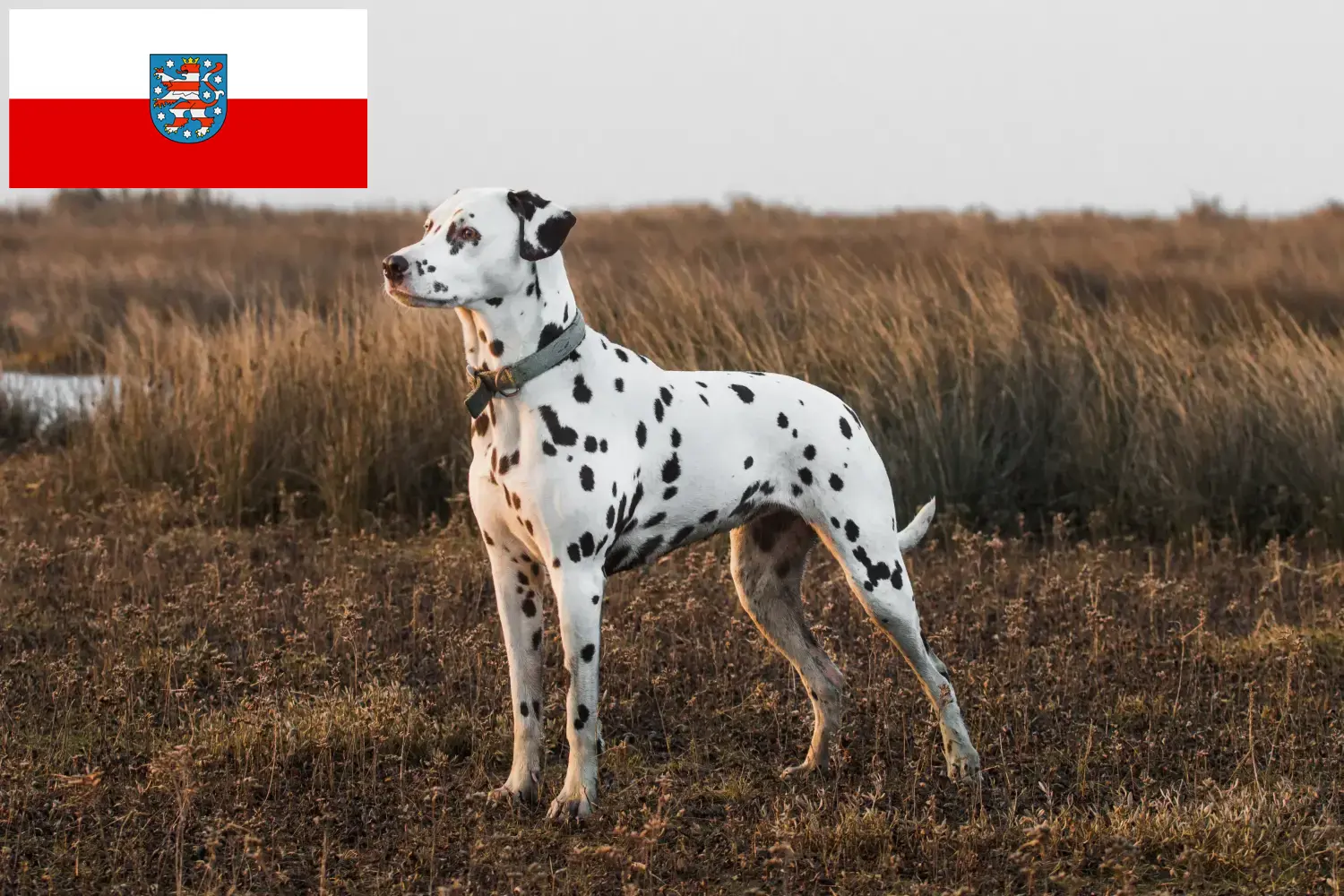 Dalmatian puppies and breeders Thuringia Here you can find Dalmatian breeders in Thuringia.