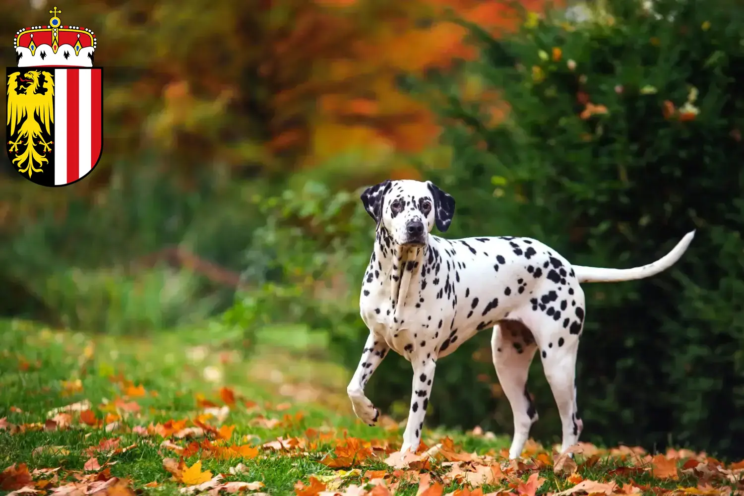 Dalmatian puppies and breeders Upper Austria Here you can find Dalmatian breeders in Upper Austria.
