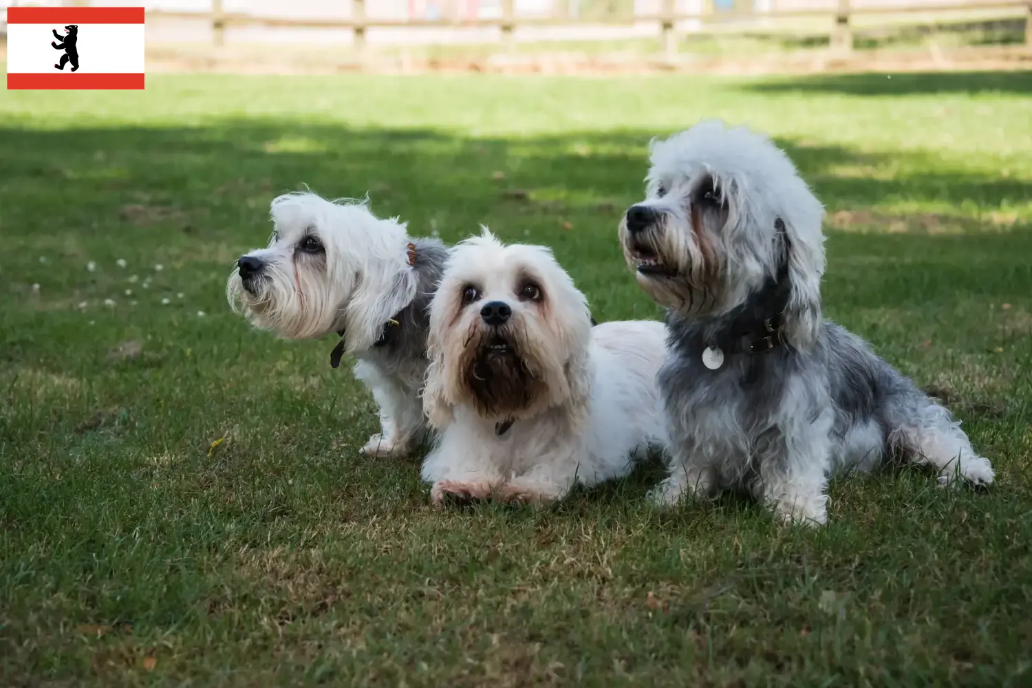 Dandie Dinmont Terrier puppies and breeders Berlin Find Dandie Dinmont Terrier breeders in Berlin here.