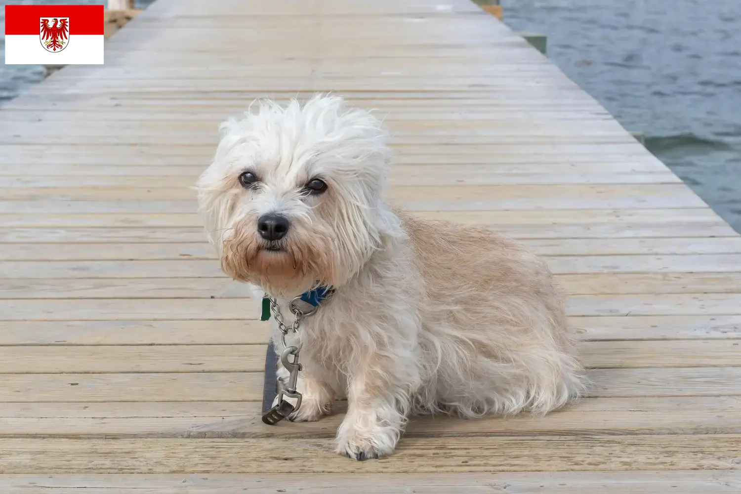 Dandie Dinmont Terrier puppies and breeders Brandenburg Find Dandie Dinmont Terrier breeders in Brandenburg here.