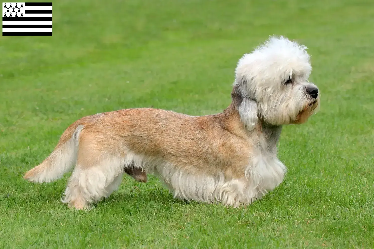 Read more about the article Dandie Dinmont Terrier breeders and puppies in Brittany