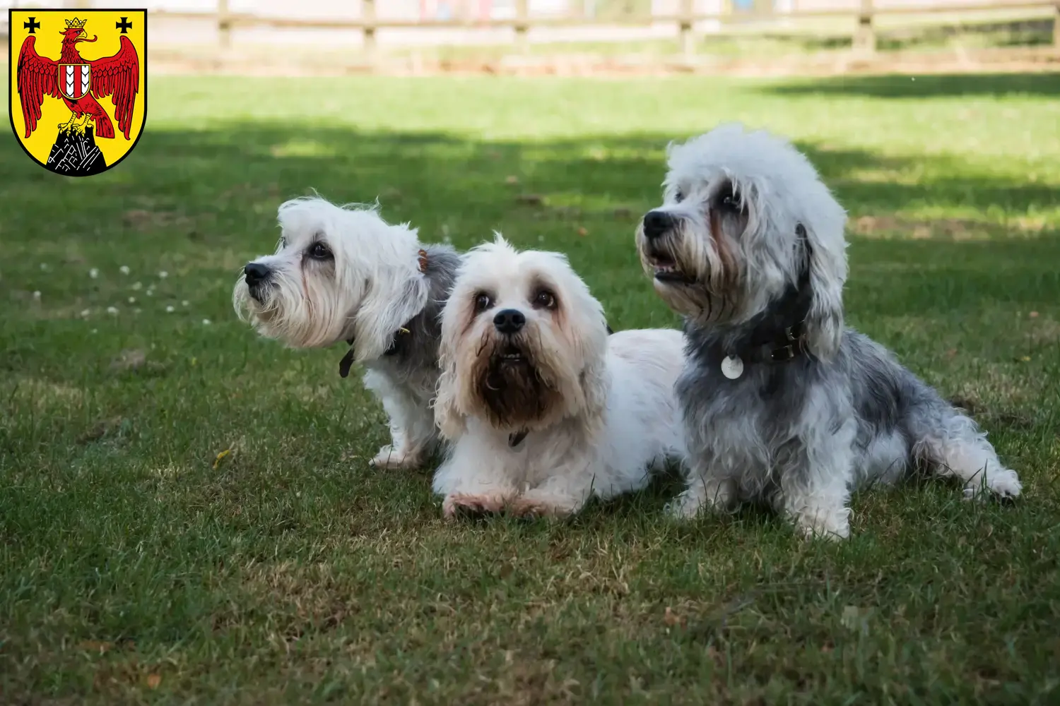 Dandie Dinmont Terrier puppies and breeders Burgenland Here you can find Dandie Dinmont Terrier breeders im Burgenland.