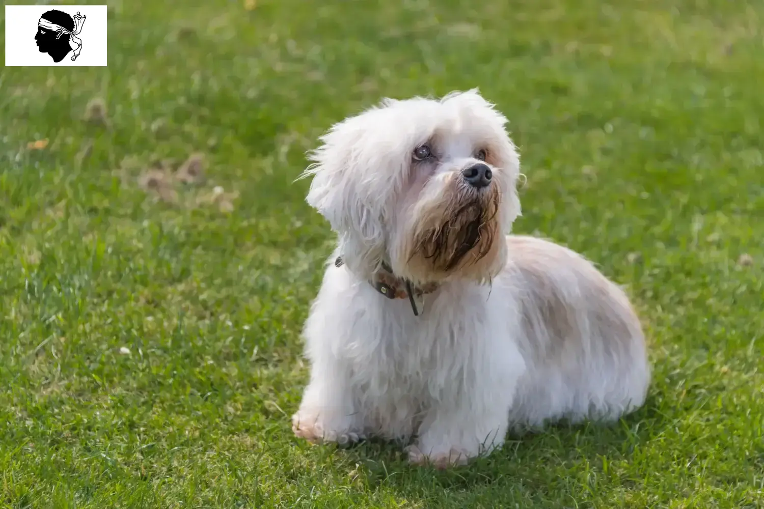 Dandie Dinmont Terrier puppies and breeders Corsica Find Dandie Dinmont Terrier breeders in Corsica.
