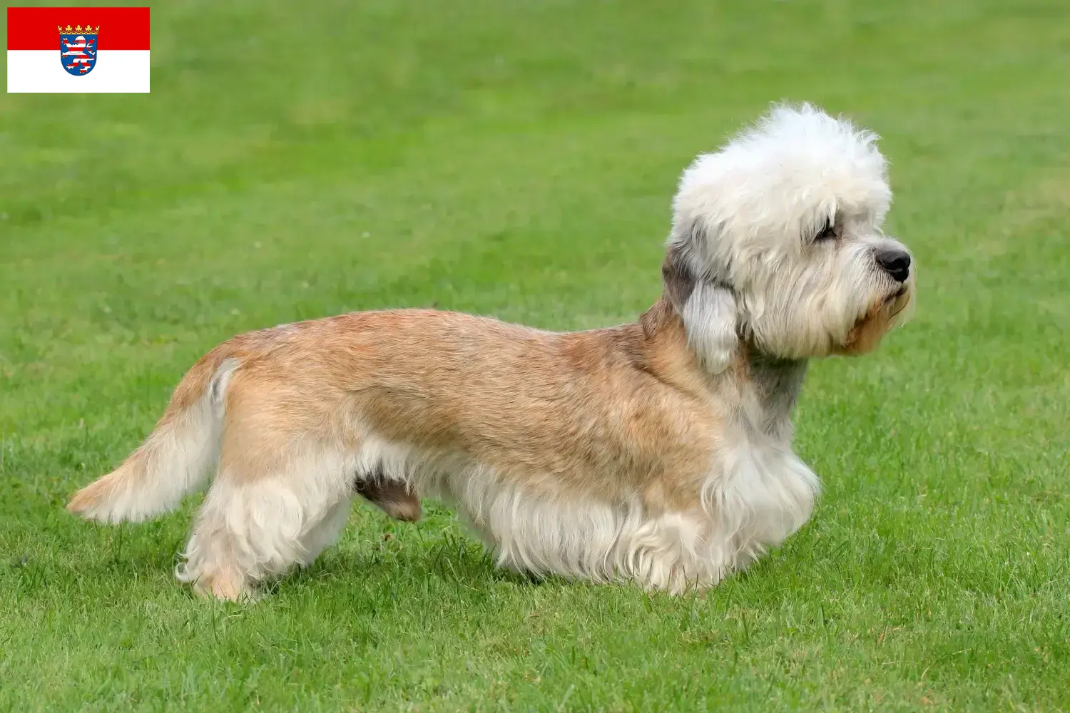 Dandie Dinmont Terrier puppies and breeders Hessen Find Dandie Dinmont Terrier breeders in Hessen here.