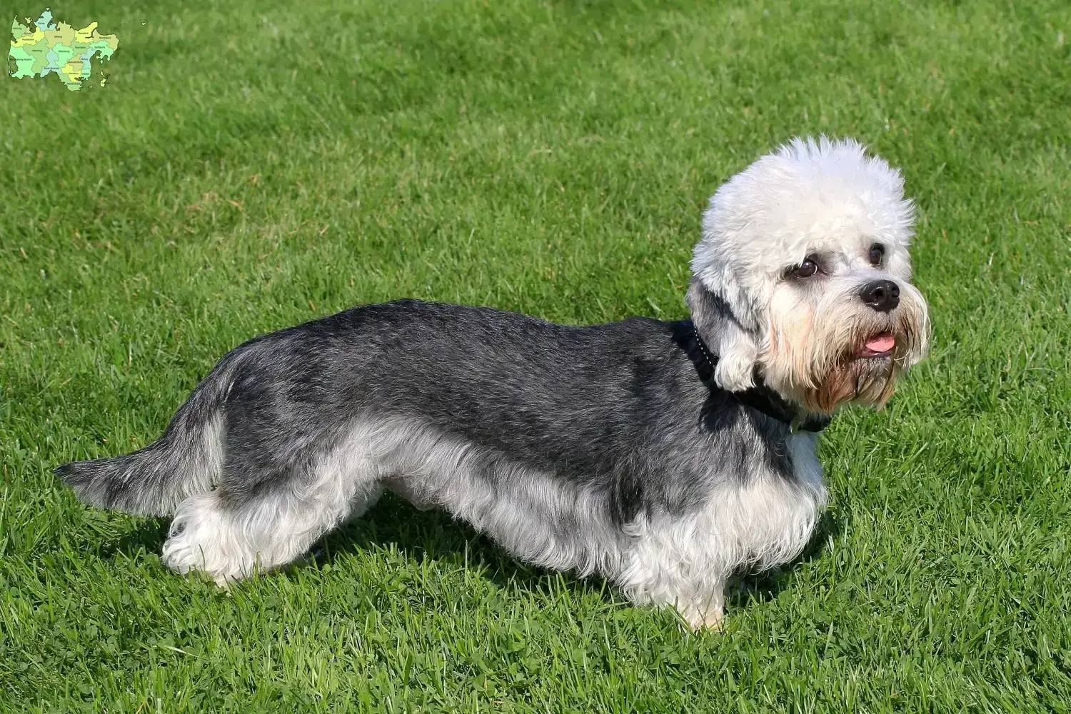 Dandie Dinmont Terrier puppies and breeder Midtjylland Find Dandie Dinmont Terrier breeders in Midtjylland.