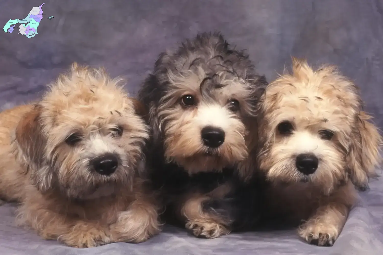 Dandie Dinmont Terrier puppies and breeders Nordjylland Find Dandie Dinmont Terrier breeders in Nordjylland.