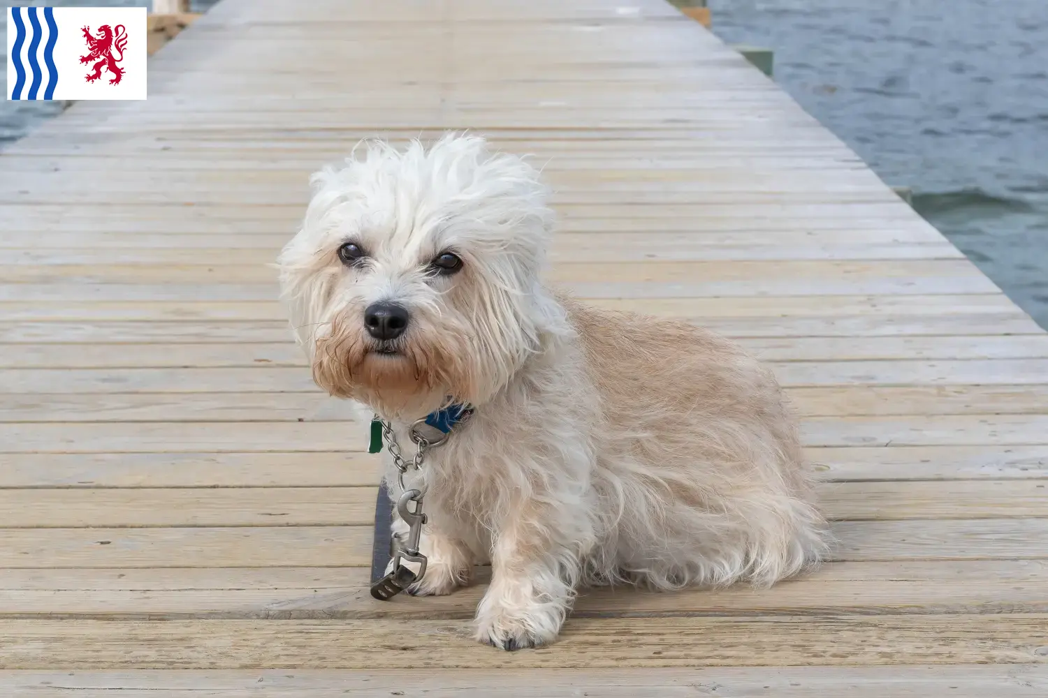 Dandie Dinmont Terrier puppies and breeder Nouvelle-Aquitaine Find Dandie Dinmont Terrier breeders in Nouvelle-Aquitaine.