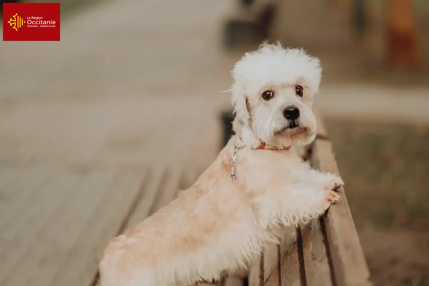 Dandie Dinmont Terrier puppies and breeders Occitania Find Dandie Dinmont Terrier breeders in Occitania.