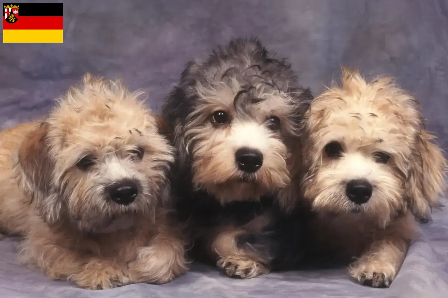 Dandie Dinmont Terrier puppies and breeders Rhineland-Palatinate Find Dandie Dinmont Terrier breeders in Rhineland-Palatinate here.