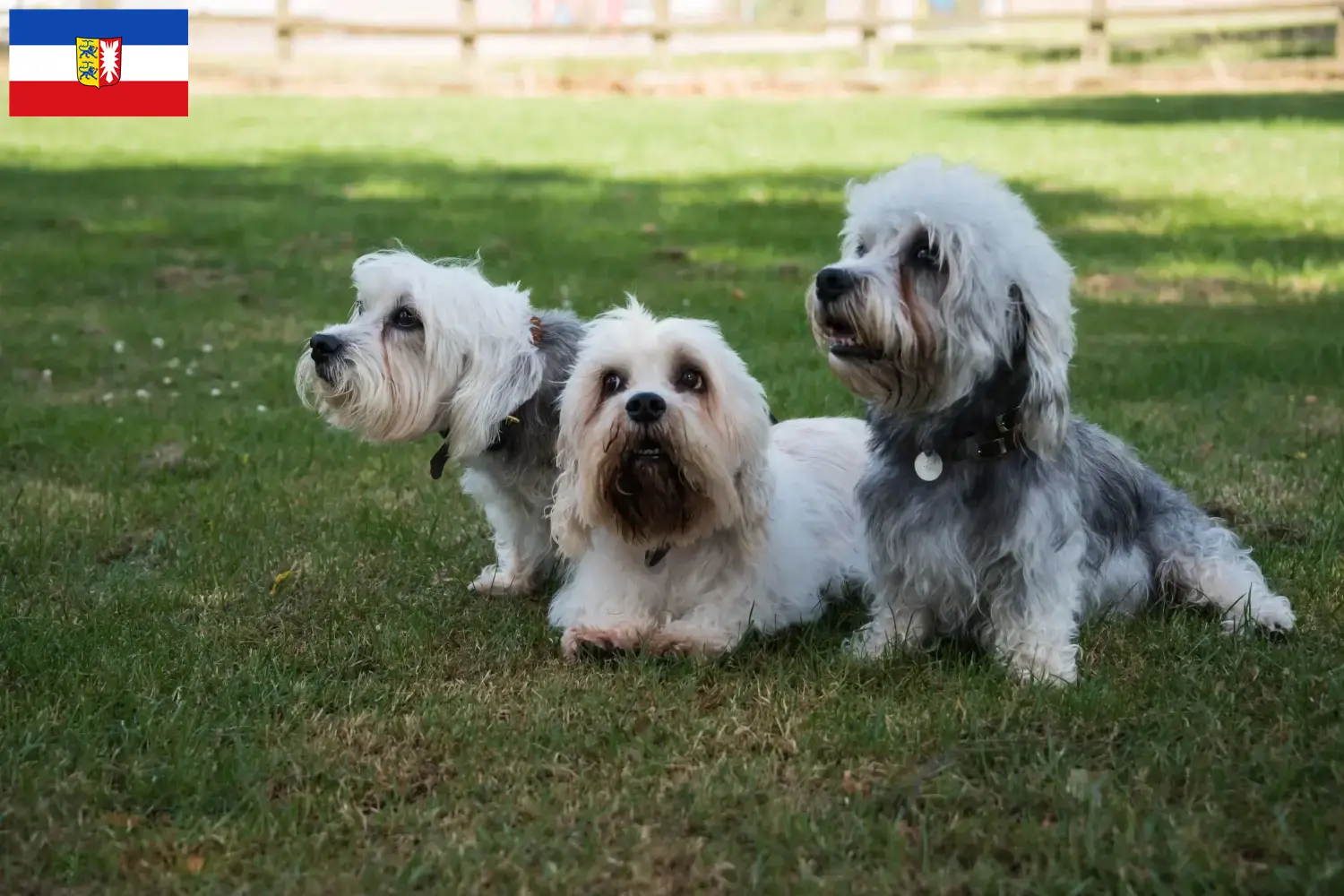 Dandie Dinmont Terrier puppies and breeders Schleswig-Holstein Find Dandie Dinmont Terrier breeders in Schleswig-Holstein here.