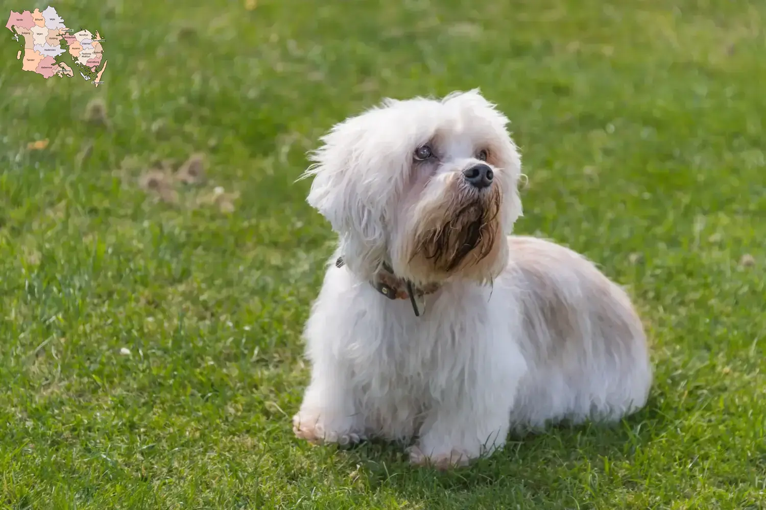 Dandie Dinmont Terrier puppies and breeders Syddanmark Find Dandie Dinmont Terrier breeders in Syddanmark.