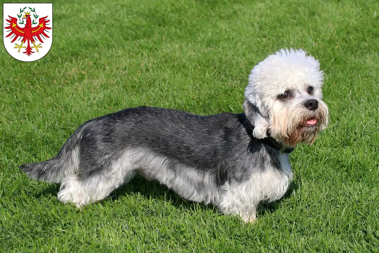 Dandie Dinmont Terrier puppies and breeders Tyrol Find Dandie Dinmont Terrier breeders in Tyrol here.