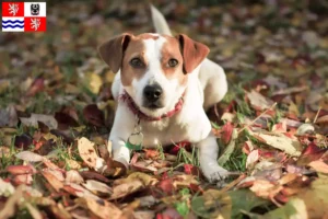 Read more about the article Danish-Swedish Farmdog breeders and puppies in Central Bohemia