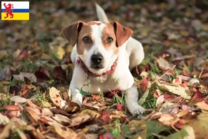 Read more about the article Danish-Swedish Farmdog breeders and puppies in Limburg