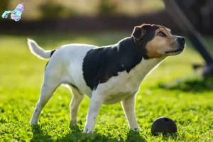 Read more about the article Danish-Swedish Farmdog breeders and puppies in Nordjylland