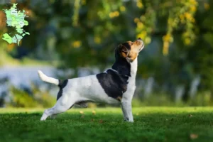 Read more about the article Danish-Swedish Farmdog breeders and puppies in Sjælland