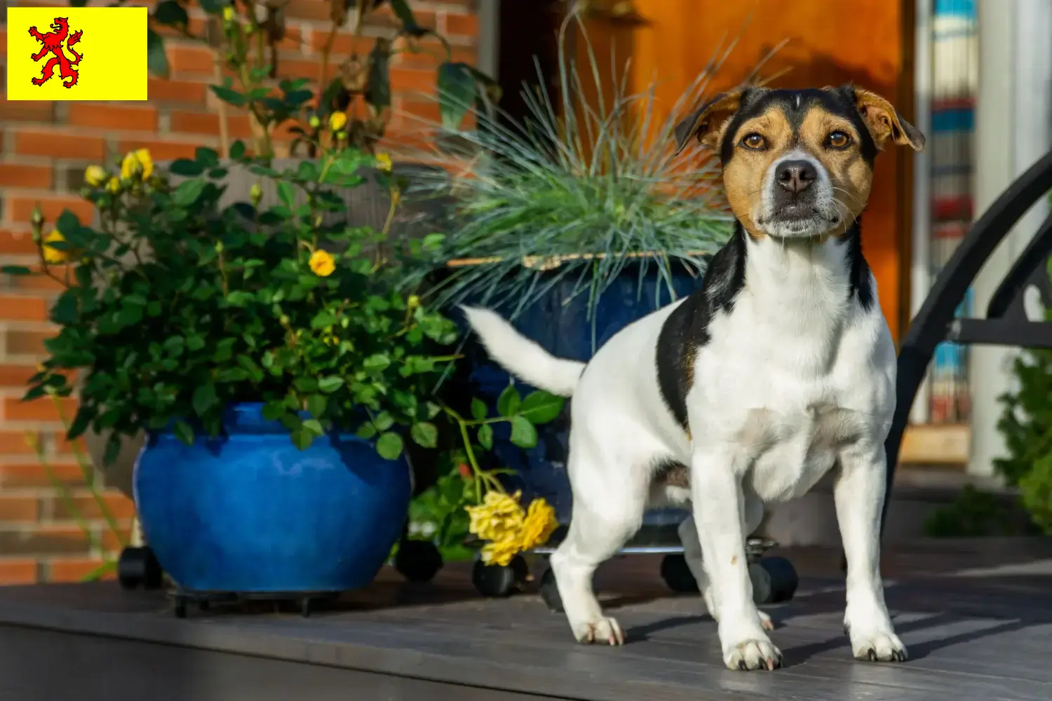 Read more about the article Danish-Swedish Farmdog breeders and puppies in South Holland