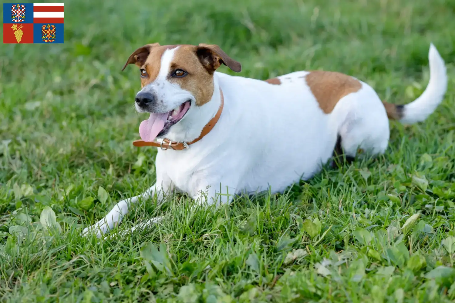 Read more about the article Danish-Swedish Farmdog breeders and puppies in South Moravia