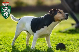 Read more about the article Danish-Swedish Farmdog breeders and puppies in Styria