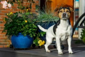 Read more about the article Danish-Swedish Farmdog breeders and puppies in Syddanmark