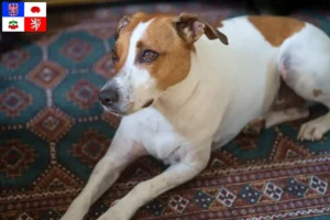 Read more about the article Danish-Swedish Farmdog breeders and puppies in Vysočina