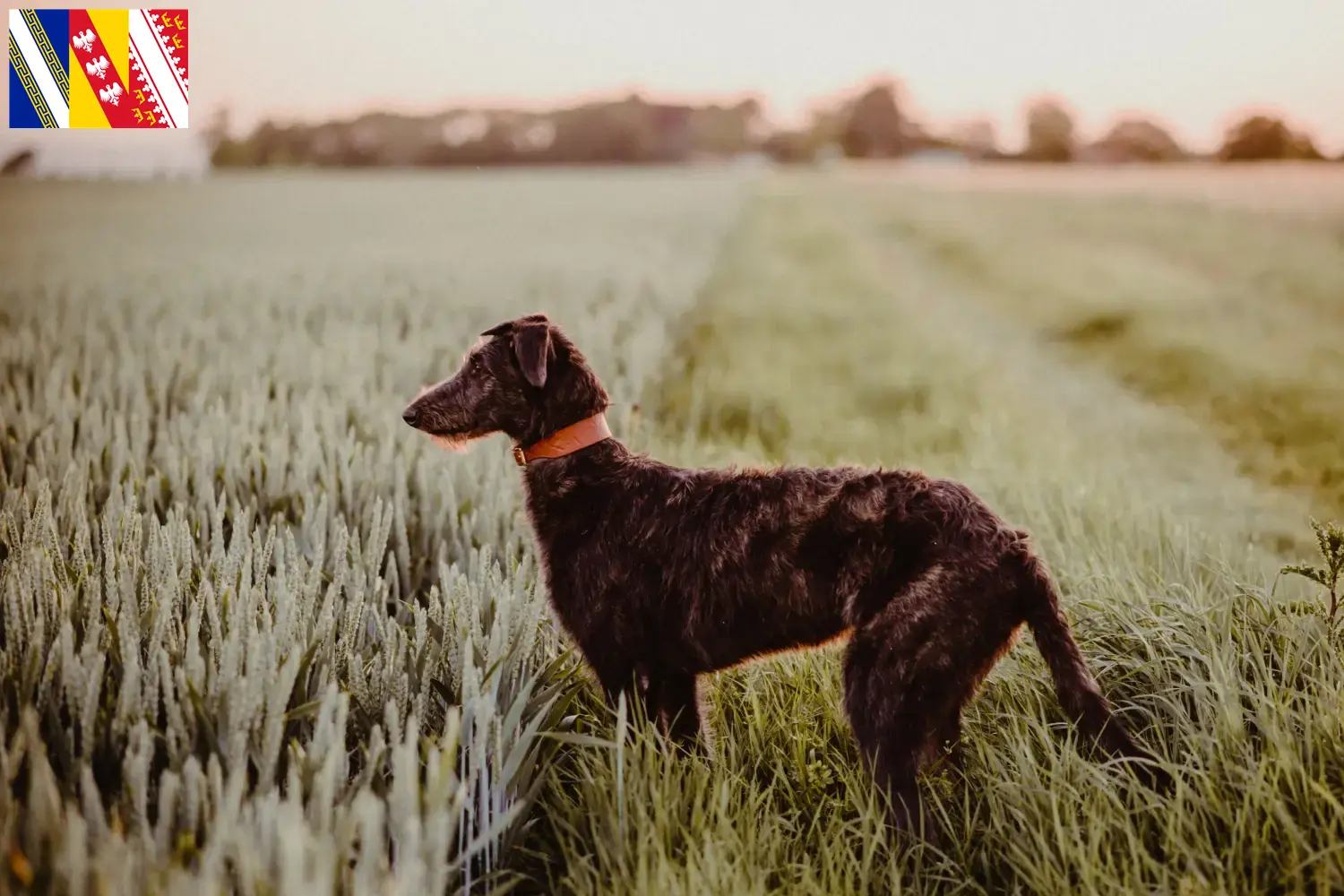 Deerhound puppies and breeders Grand Est Find Deerhounds breeders in Grand Est here.