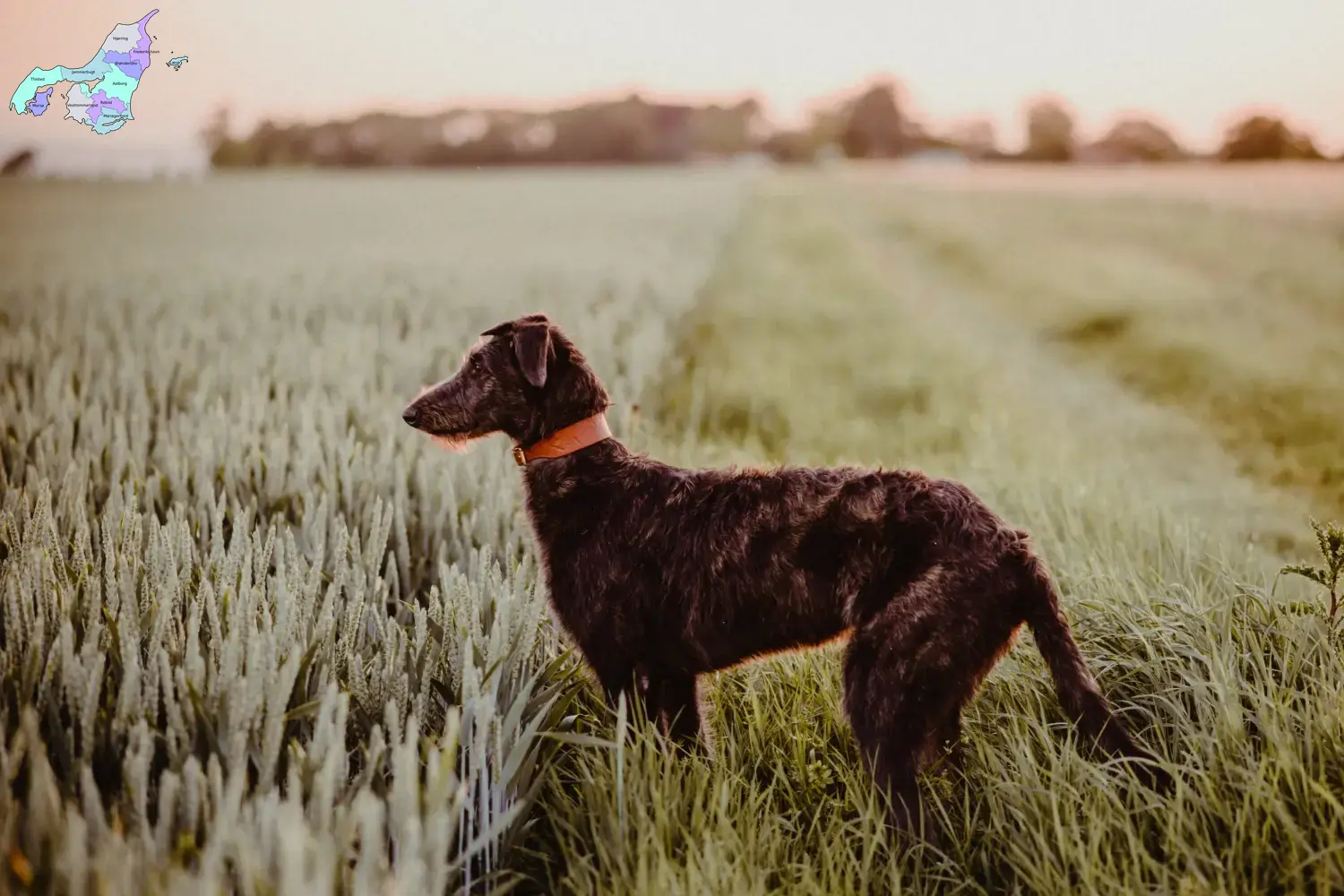 Deerhound puppies and breeders Nordjylland Find Deerhounds breeders in Nordjylland.