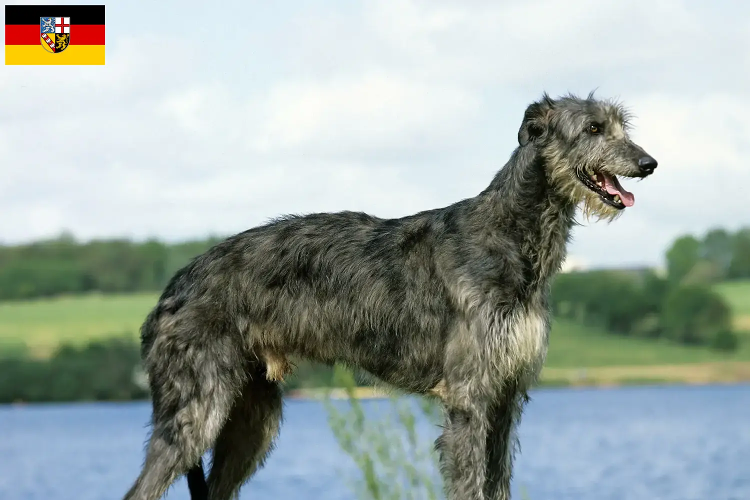 Deerhound puppies and breeders Saarland Here you can find Deerhounds breeders im Saarland.
