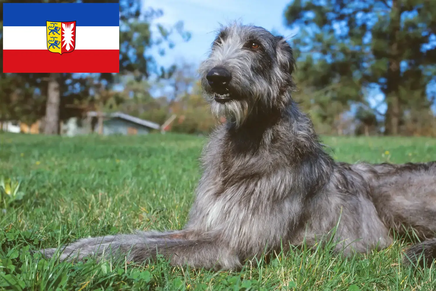 Deerhound puppies and breeders Schleswig-Holstein Here you can find Deerhounds breeders in Schleswig-Holstein.