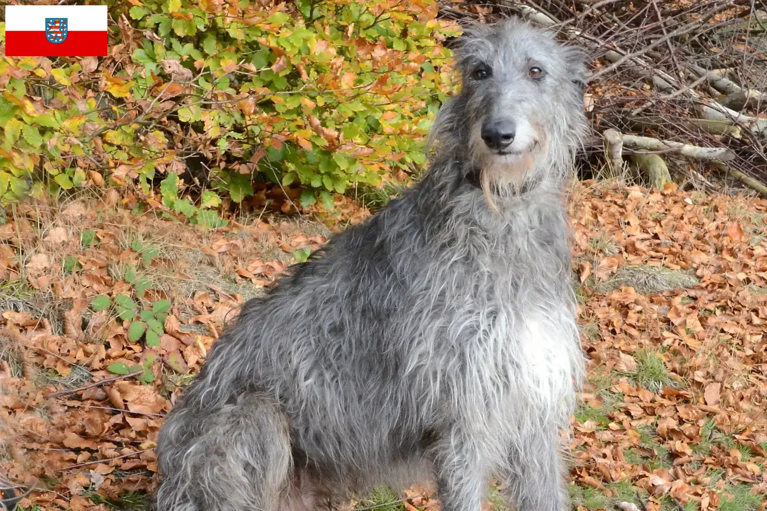 Deerhound puppies and breeders Thuringia Here you can find Deerhounds breeders in Thuringia.