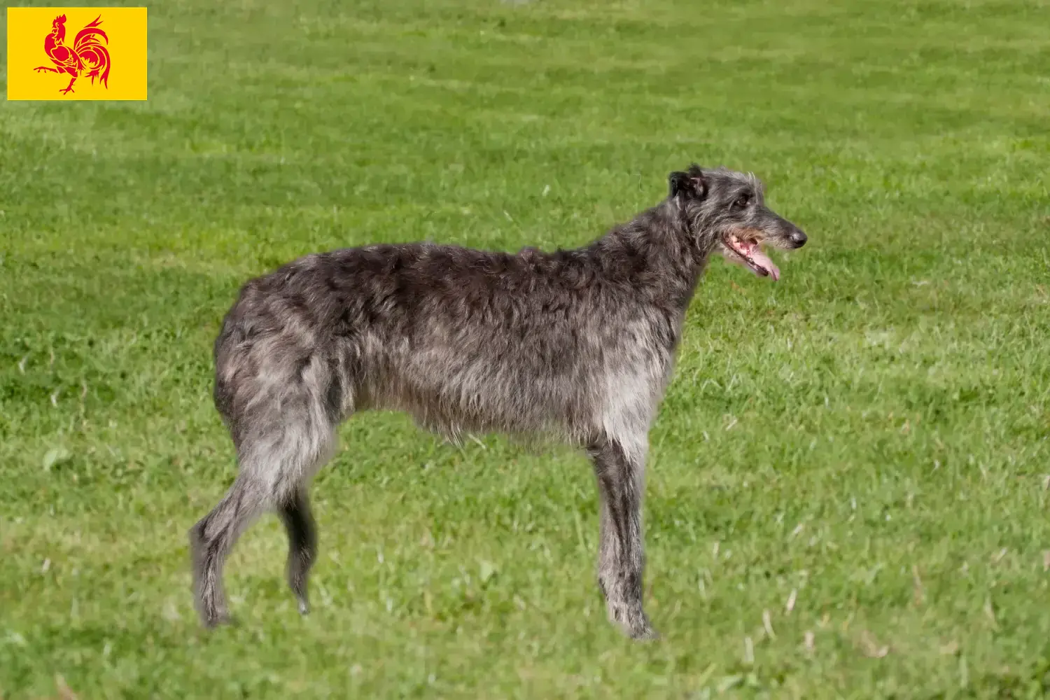 Deerhound puppies and breeders Walloon Region Find here Deerhounds breeders in Walloon Region.