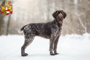 Read more about the article Deutsch Drahthaar breeders and puppies in Carinthia
