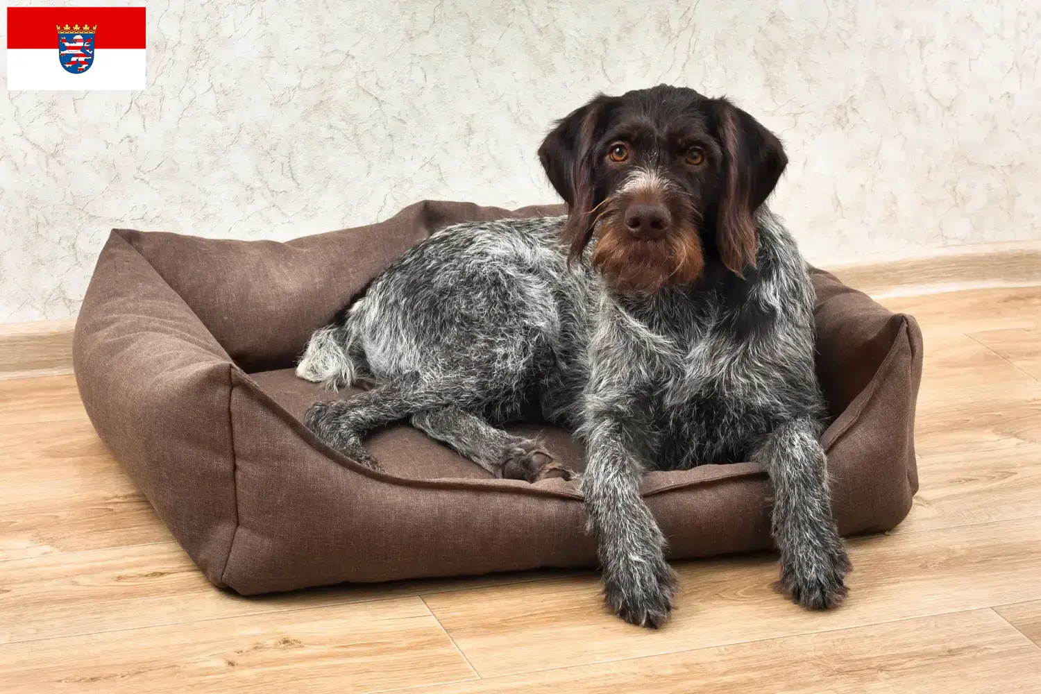 German Wirehaired Puppies and Breeder Hessen Here you can find Deutsch Drahthaar breeders in Hessen.