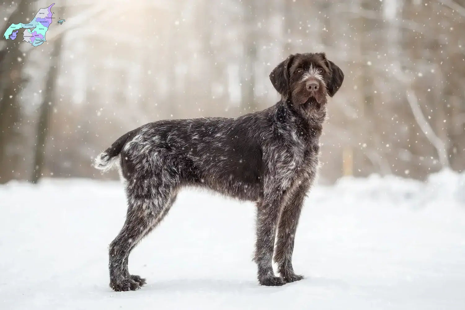 Read more about the article Deutsch Drahthaar breeders and puppies in Nordjylland