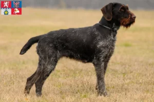 Read more about the article German Wirehair breeders and puppies in Pardubice