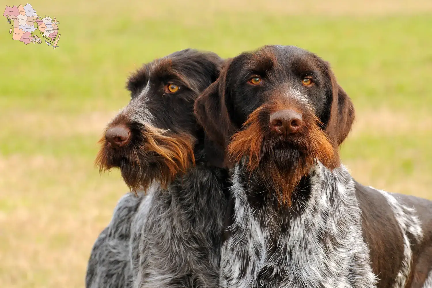 German Wirehaired Puppies and Breeder Syddanmark Find Deutsch Drahthaar breeders in Syddanmark.