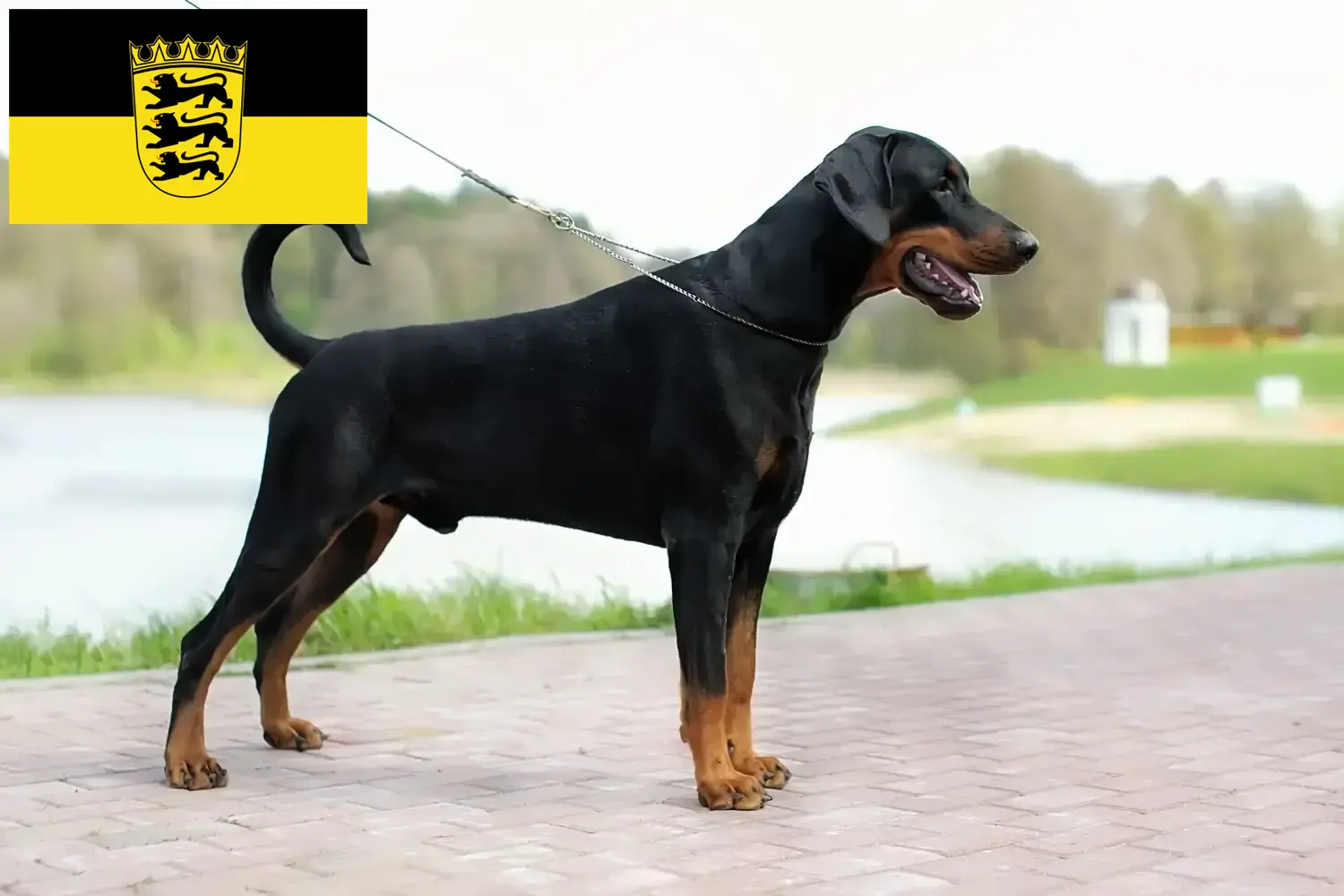 Dobermann puppies and breeders Baden-Württemberg Here you can find Dobermann breeders in Baden-Württemberg.