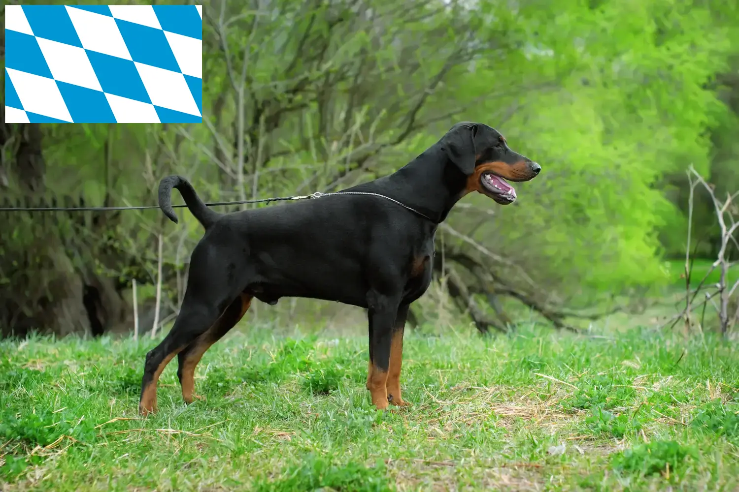 Dobermann puppies and breeders Bavaria Here you can find Dobermann breeders in Bavaria.