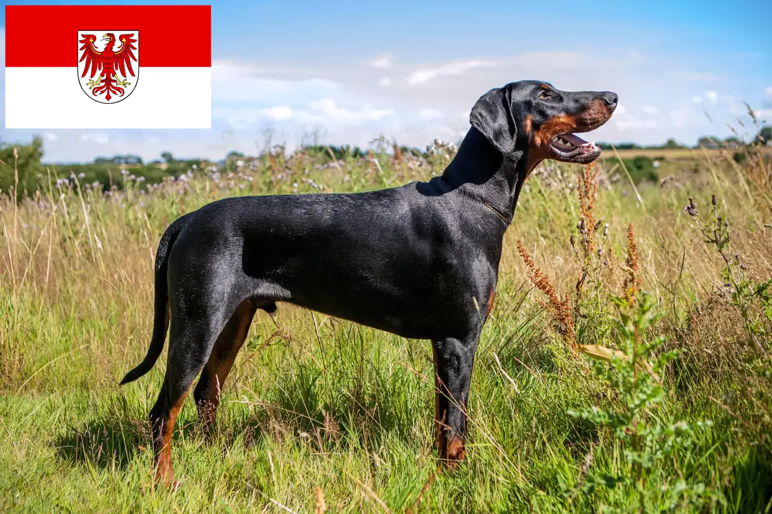 Doberman puppies and breeders Brandenburg Here you can find Dobermann breeders in Brandenburg.