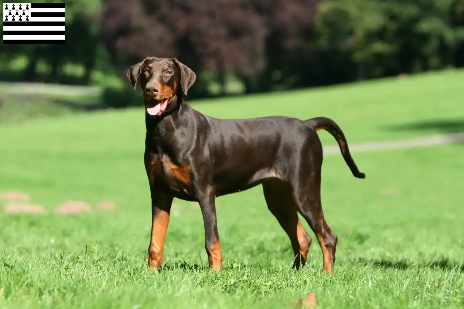 Doberman puppies and breeder Bretagne Find Doberman breeders in Brittany .