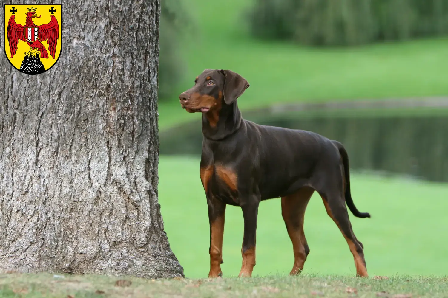 Doberman puppies and breeders Burgenland Here you can find Dobermann breeders im Burgenland.