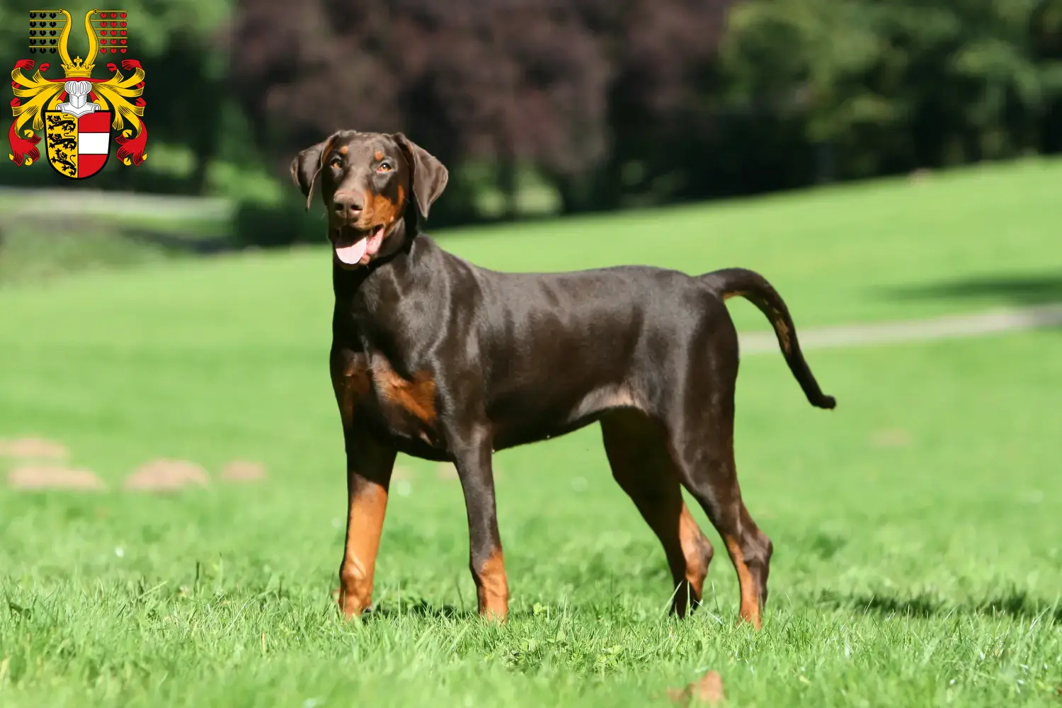Doberman puppies and breeders Carinthia Find Dobermann breeders in Carinthia.