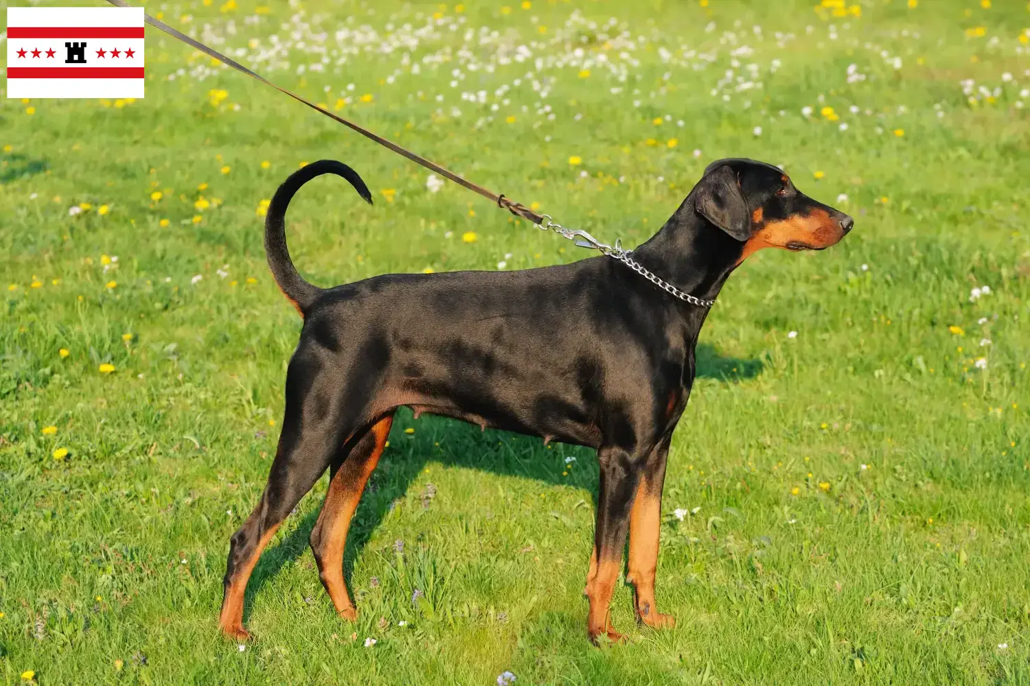 Doberman puppies and breeders Drenthe Find Dobermann breeders in Drenthe here.