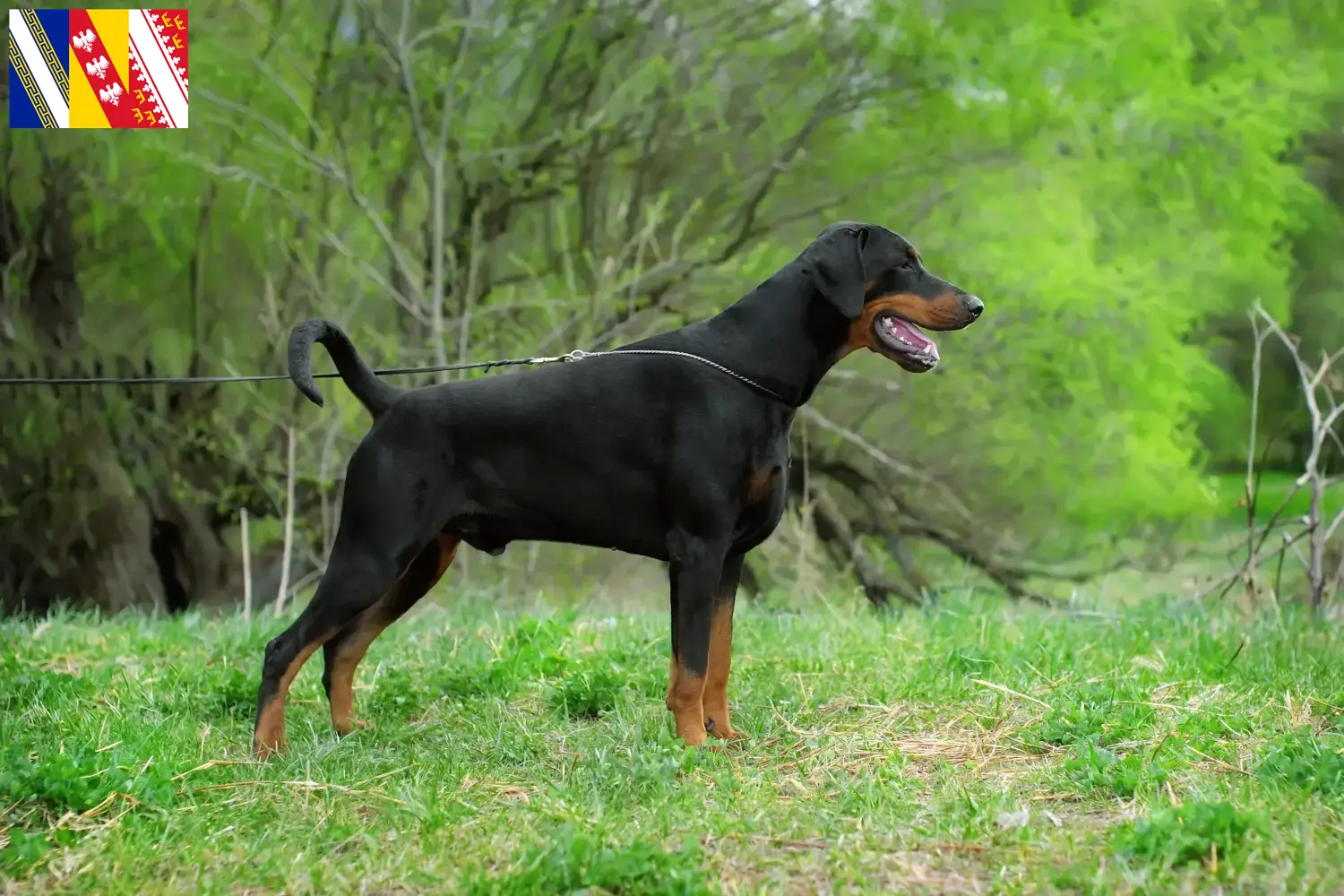 Doberman puppies and breeder Grand Est Find Doberman breeders in Grand Est here.