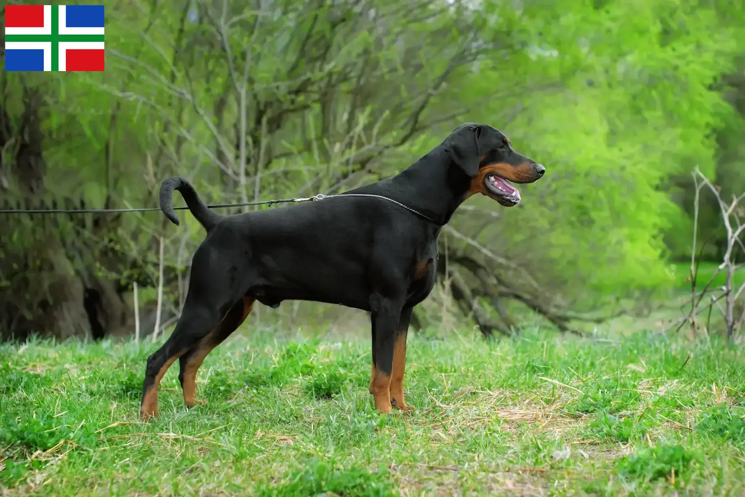 Doberman puppies and breeders Groningen Find Doberman breeders in Groningen here.