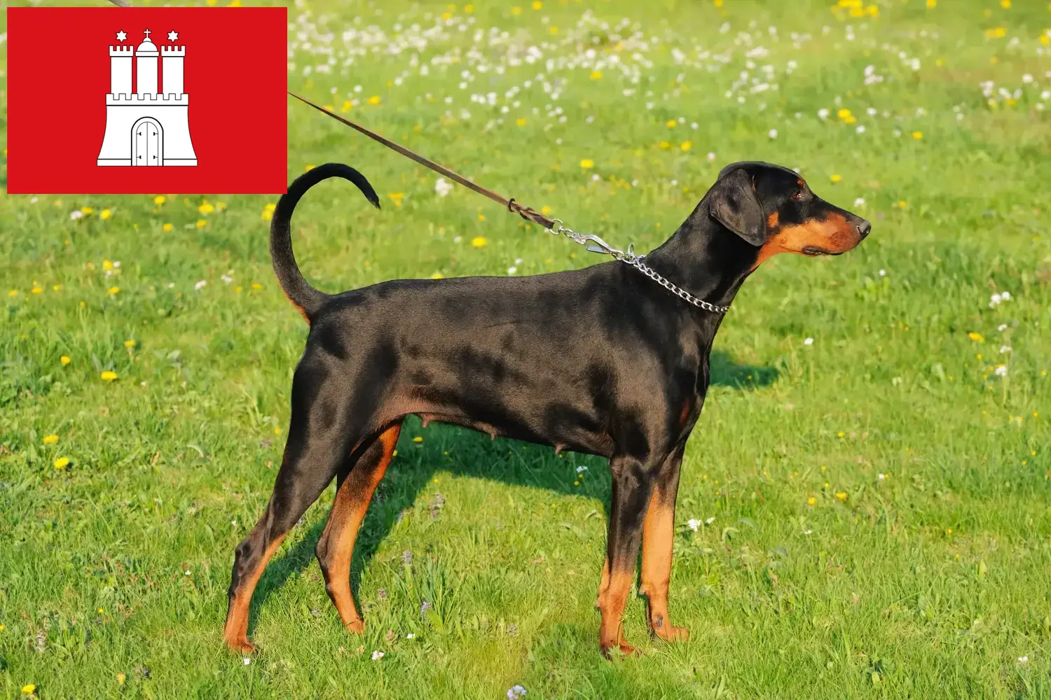Dobermann puppies and breeders Hamburg Here you can find Dobermann breeders in Hamburg.