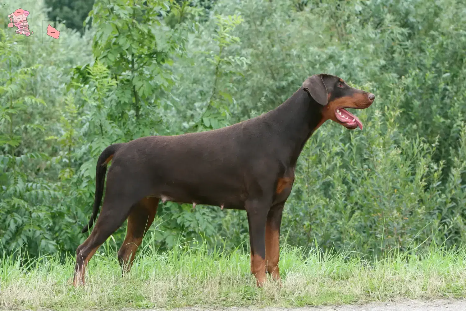 Doberman puppies and breeder Hovedstaden Find Dobermann breeders in Hovedstaden here.