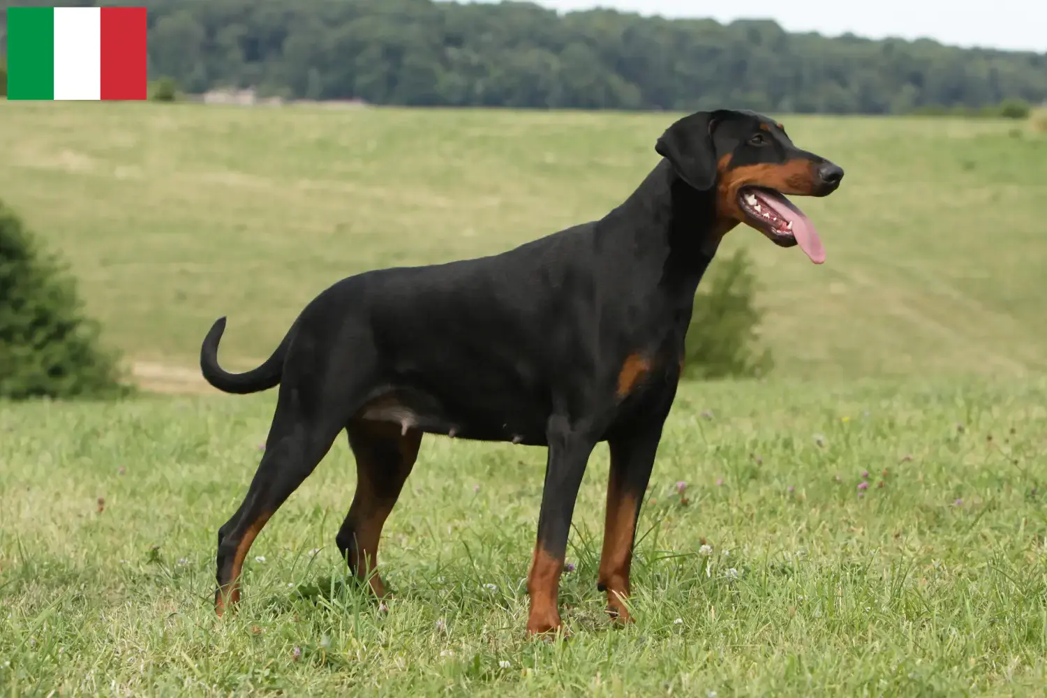 Doberman puppies and breeders Italy Find Doberman breeders in Italy here.