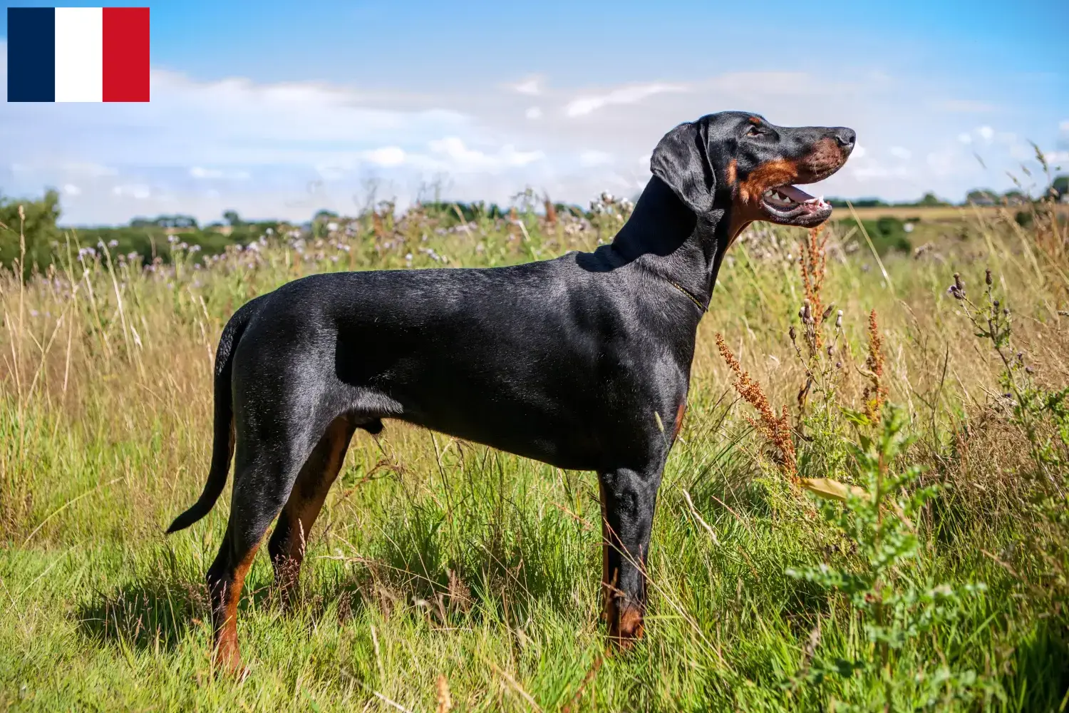 Doberman puppies and breeders Martinique Find Doberman breeders in Martinique here.